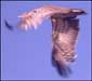 Bird flying