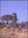 Kudu