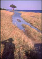 Chobe Self portrait