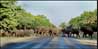 Elephant crossing
