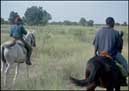 Horeseback Safari - Elephants on the horizon