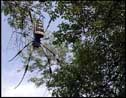spider